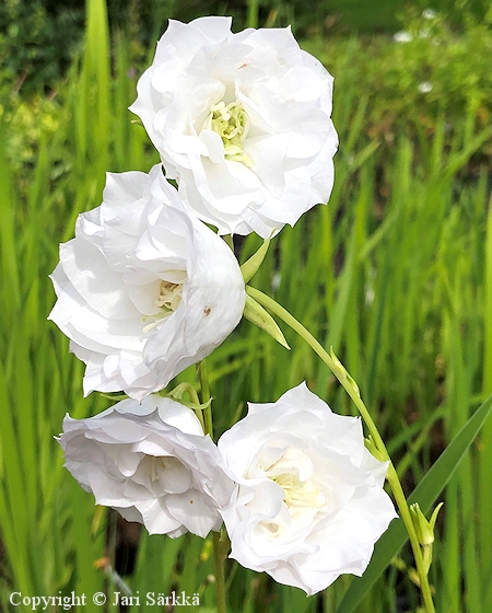Campanula persicifolia 'Snvit' kurjenkello